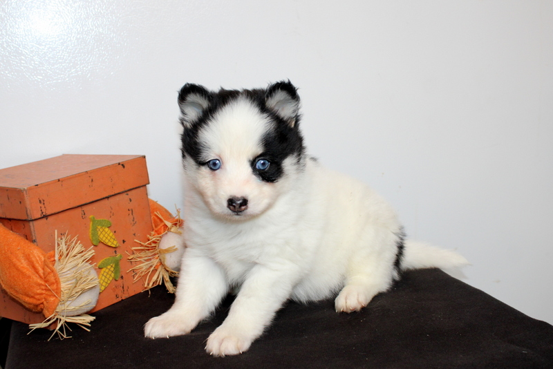 puppy, for, sale, Pomsky, Matthew B. Stoltzfus, dog, breeder, Gap, PA, dog-breeder, puppy-for-sale, forsale, nearby, find, puppyfind, locator, puppylocator, aca